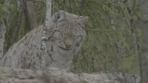 Lynx (Lynx lynx) Stock Footage 163529356