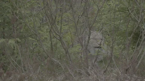 Lynx (Lynx lynx) Stock Footage 163529429