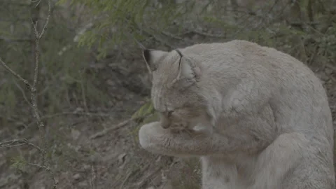Lynx (Lynx lynx) Stock Footage 163529482