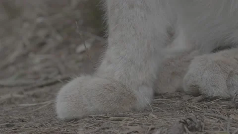 Lynx (Lynx lynx) Stock Footage 163529512