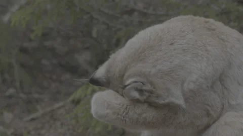 Lynx (Lynx lynx) Stock Footage 163529571