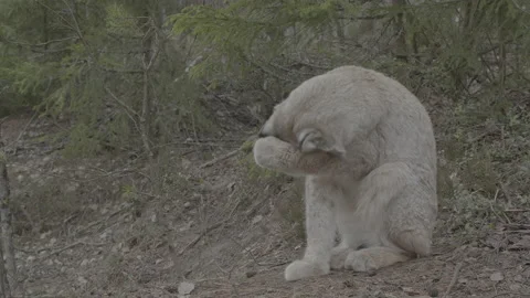 Lynx (Lynx lynx) Stock Footage 163529671