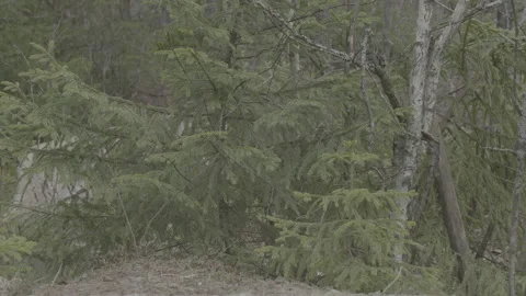 Lynx (Lynx lynx) Stock Footage 163529944