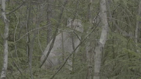 Lynx (Lynx lynx) Stock Footage 163529999