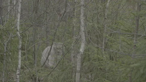 Lynx (Lynx lynx) Stock-Footage 163530055