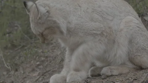 Lynx (Lynx lynx) Stock Footage 163530255