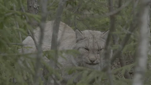 Lynx (Lynx lynx) Stock Footage 163530419