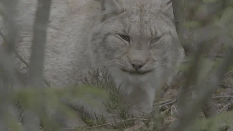 Lynx (Lynx lynx) Stock Footage 163530457