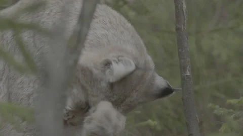 Lynx (Lynx lynx) Stock Footage 163530649