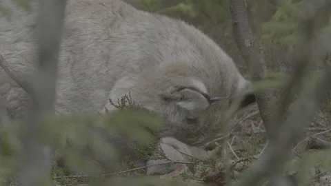 Lynx (Lynx lynx) Stock Footage 163530754