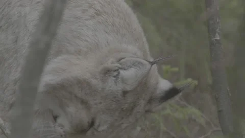 Lynx (Lynx lynx) Stock Footage 163531000
