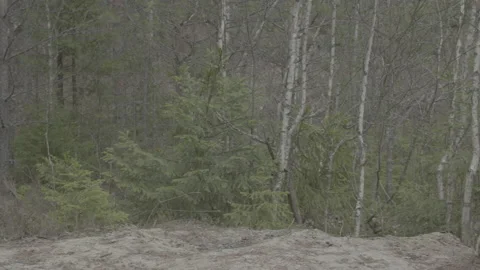 Lynx (Lynx lynx) Stock Footage 163531194
