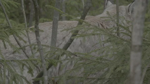 Lynx (Lynx lynx) Stock Footage 163531265