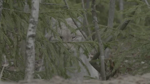 Lynx (Lynx lynx) Stock Footage 163531269