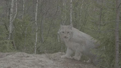 Lynx (Lynx lynx) Stock Footage 163531408