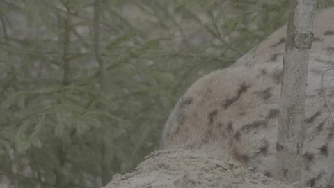 Lynx (Lynx lynx) Stock Footage 163531486