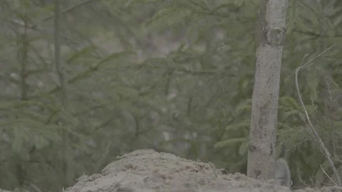 Lynx (Lynx lynx) Stock Footage 163531606