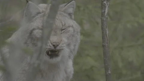 Lynx (Lynx lynx) Stock Footage 163531636