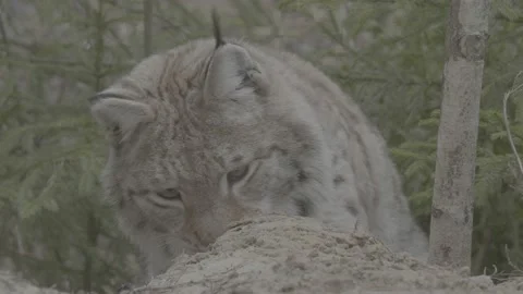 Lynx (Lynx lynx) Stock Footage 163531771