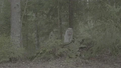 Lynx (Lynx lynx) Stock Footage 163531799