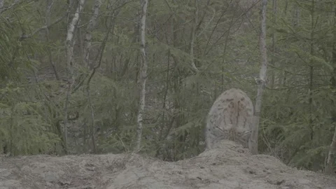 Lynx (Lynx lynx) Stock Footage 163531987