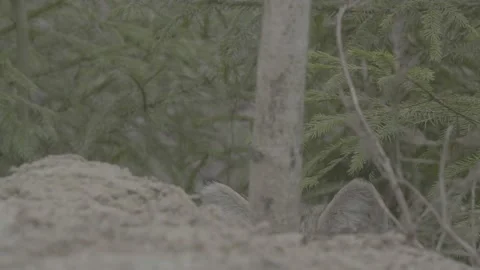 Lynx (Lynx lynx) Stock Footage 163532130