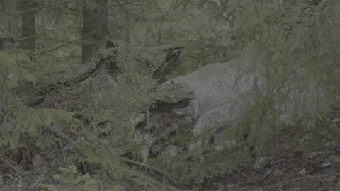 Lynx (Lynx lynx) Stock Footage 163532372