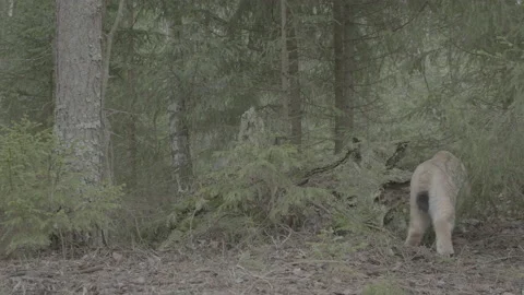 Lynx (Lynx lynx) Stock Footage 163532405
