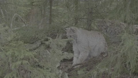 Lynx (Lynx lynx) Stock Footage 163532598