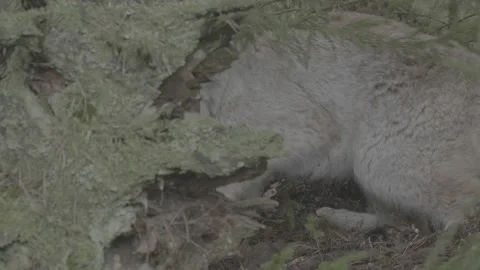 Lynx (Lynx lynx) Stock Footage 163532738