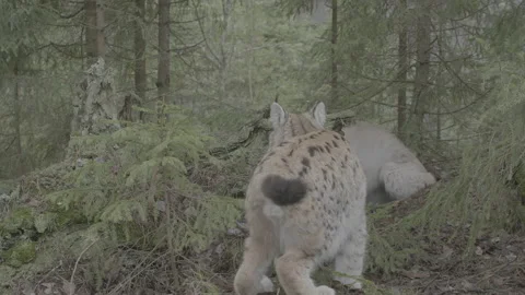 Lynx (Lynx lynx) Stock Footage 163532843