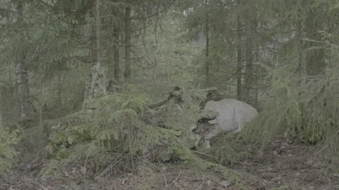 Lynx (Lynx lynx) Stock Footage 163532880