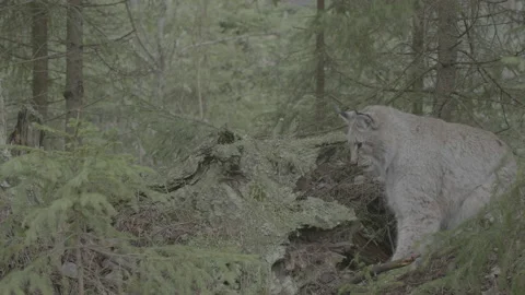 Lynx (Lynx lynx) Stock Footage 163532980