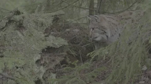 Lynx (Lynx lynx) Stock Footage 163533000