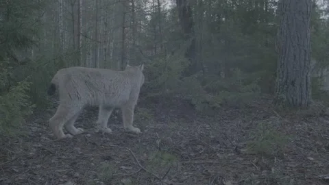 Lynx (Lynx lynx) Stock Footage 163533051