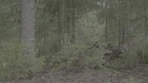 Lynx (Lynx lynx) Stock Footage 163533070