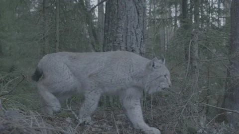 Lynx (Lynx lynx) Video stock 163533121