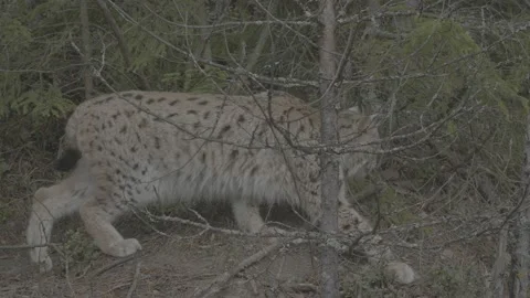 Lynx (Lynx lynx) Stock Footage 163533206