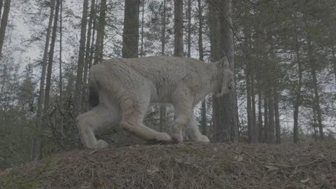 Lynx (Lynx lynx) Stock Footage 163533220