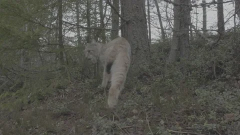 Lynx (Lynx lynx) Stock Footage 163533242