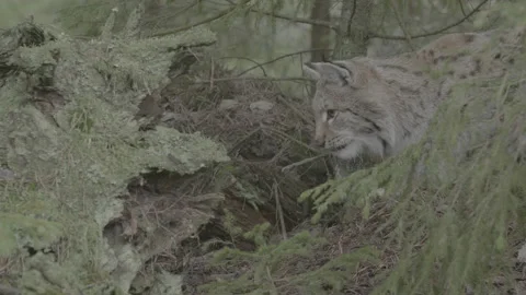 Lynx (Lynx lynx) Stock-Footage 163533324