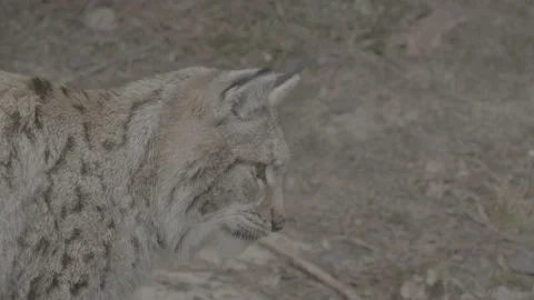 Lynx (Lynx lynx) Stock Footage 163533360