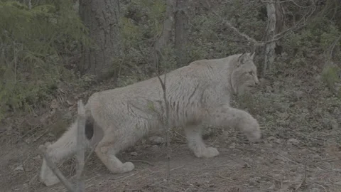 Lynx (Lynx lynx) Stock Footage 163533504