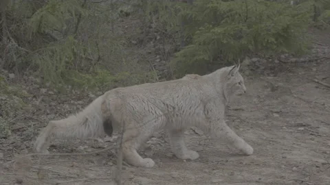 Lynx (Lynx lynx) Stock Footage 163533791