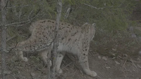 Lynx (Lynx lynx) Stock Footage 163533826