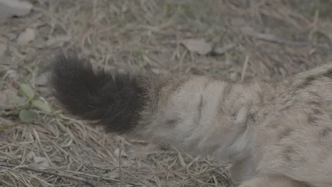 Lynx (Lynx lynx) Stock Footage 163533893