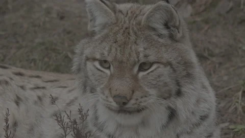 Lynx (Lynx lynx) Stock Footage 163533897