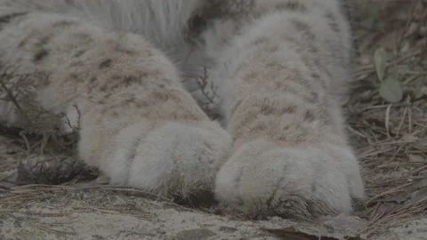 Lynx (Lynx lynx) Stock Footage 163533902