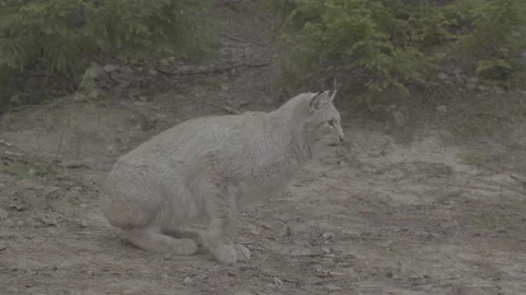 Lynx (Lynx lynx) Stock Footage 163533908
