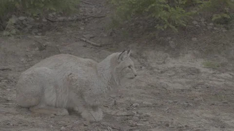 Lynx (Lynx lynx) Stock Footage 163534047